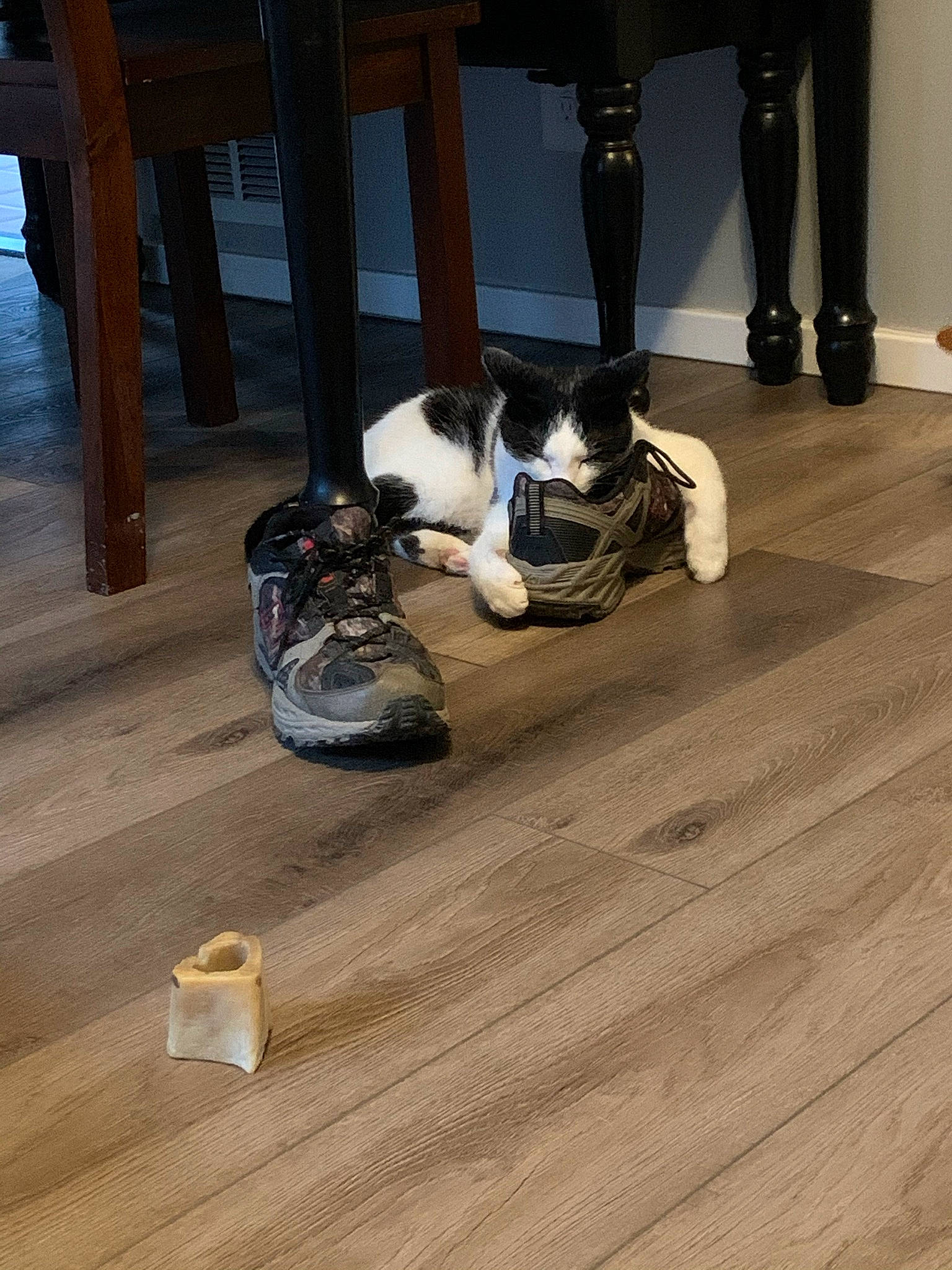 Jack Jack joined the competition — help win amazing prizes! black, carnivore, cat, comfort, companion_dog, dog_breed, fawn, felidae, floor, flooring, grey, hardwood, laminate_flooring, leg, mammal, shoe, small_to_medium_sized_cats, sneakers, wood, wood_stain