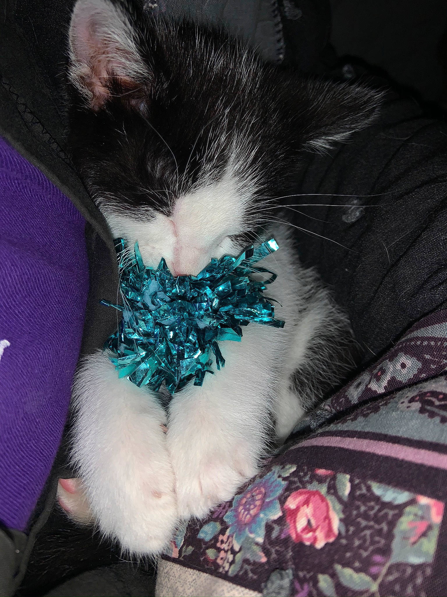 Jack Jack is registered to the contest to win money with this photo: carnivore, cat, claw, comfort, domestic_short_haired_cat, electric_blue, eye, felidae, foot, fur, human_body, human_leg, lap, leg, magenta, paw, small_to_medium_sized_cats, snout, tail, whiskers