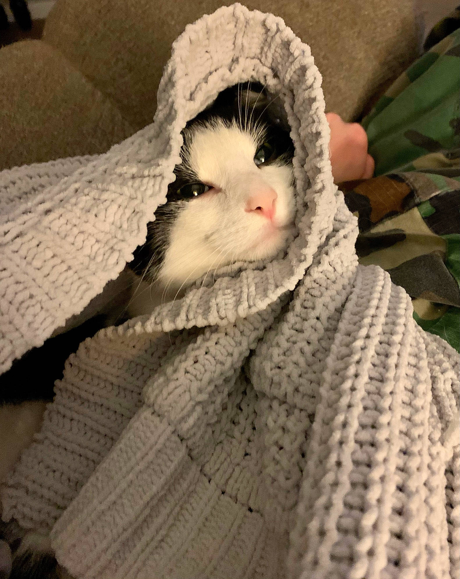 Jack Jack is registered to the contest to win money with this photo: art, beak, bird, bird_of_prey, craft, creative_arts, fashion_accessory, felidae, fur, grey, knit_cap, knitting, owl, pattern, small_to_medium_sized_cats, snowy_owl, whiskers, wool, woolen, woven_fabric