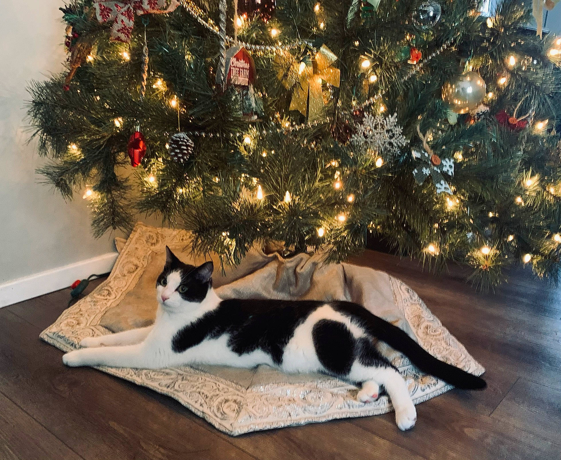 Jack Jack joined the competition — help win amazing prizes! branch, carnivore, cat, christmas_decoration, christmas_ornament, christmas_tree, comfort, event, felidae, grass, holiday, holiday_ornament, ornament, plant, small_to_medium_sized_cats, tints_and_shades, tree, whiskers, wood, woody_plant