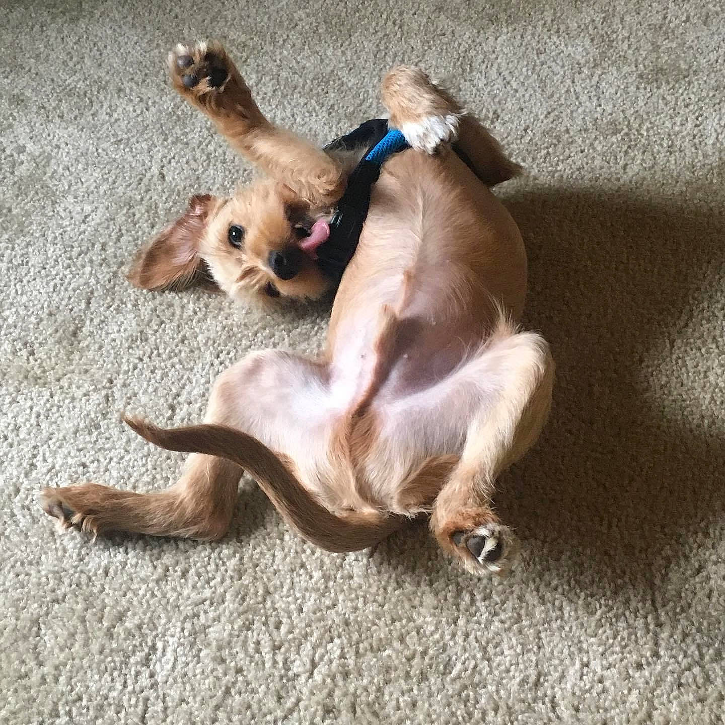 Skip is registered to the contest to win money with this photo: canidae, carnivore, comfort, companion_dog, dog_breed, fawn, felidae, fur, paw, siamese, small_to_medium_sized_cats, snout, sporting_group, tail, terrestrial_animal, wildlife, working_animal