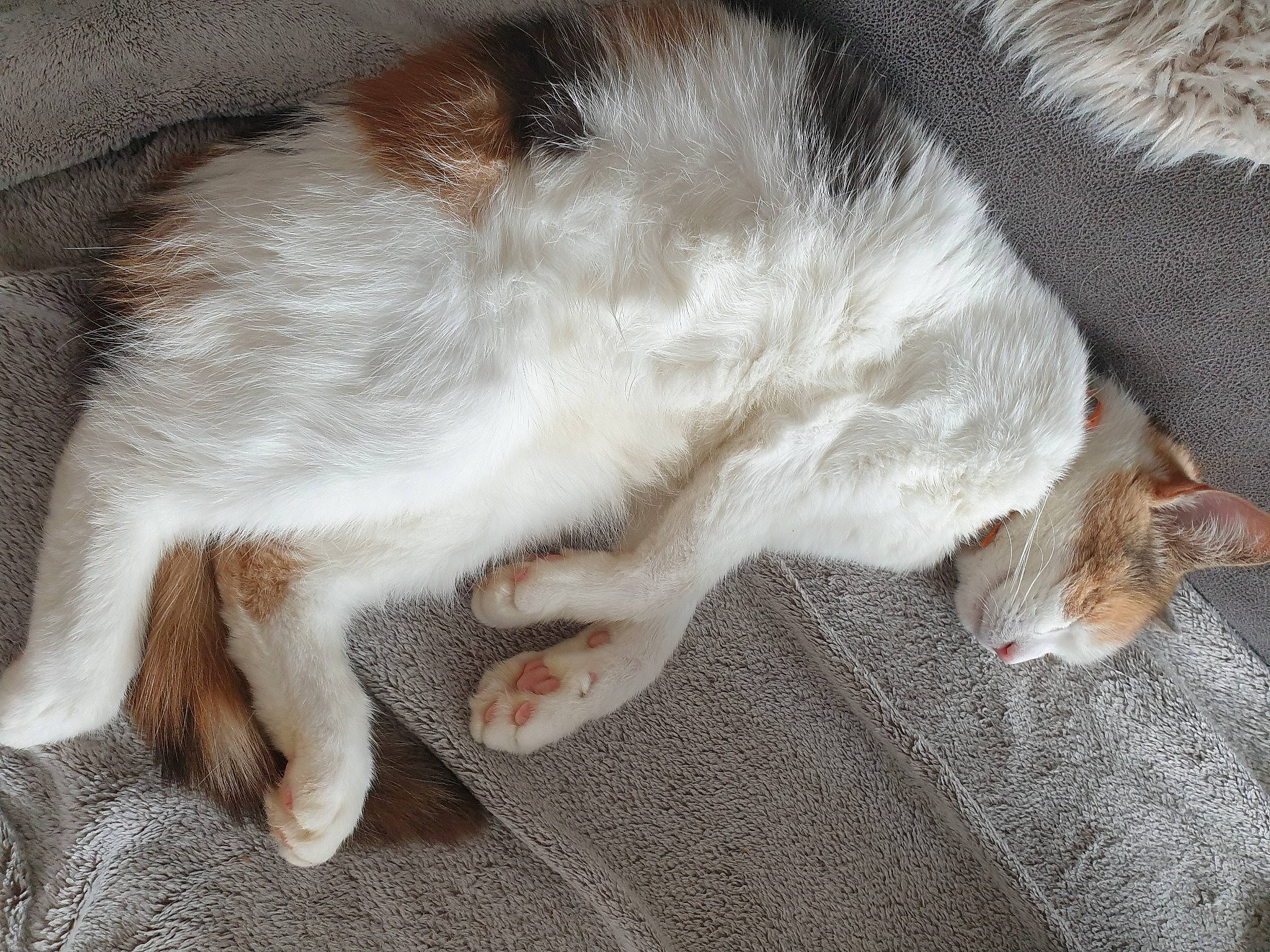 Luna participe au concours pour gagner de l'argent avec cette photo : carnivore, cat, claw, comfort, domestic_short_haired_cat, fawn, felidae, fur, nap, paw, sleep, small_to_medium_sized_cats, snout, sporting_group, tail, terrestrial_animal, whiskers