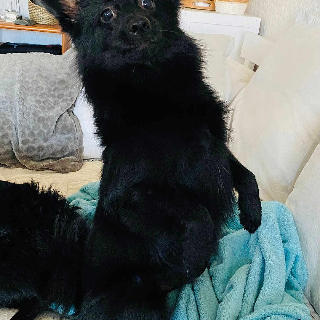 Oreo a rejoint le concours — aidez-le/la à gagner de superbes lots ! animal, bed, bedroom, blanket, canine, chihuahua, cockerspaniel, couch, cushion, dog, dogbed, furniture, homedecor, indoors, papillon, pet, pillow, puppy, quilt, room