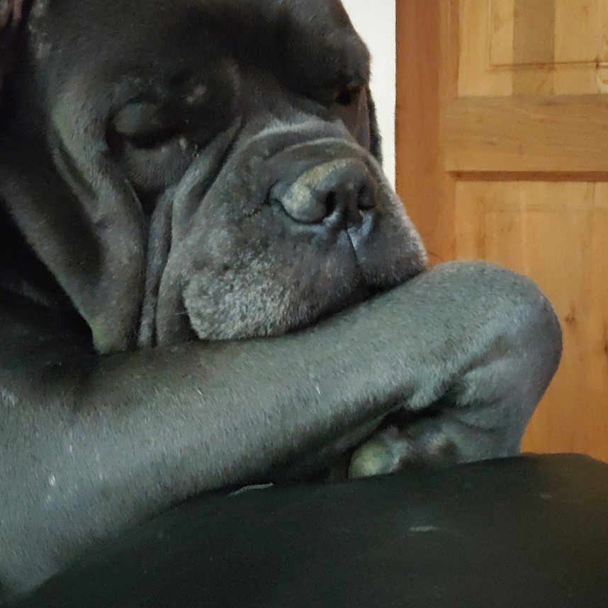 Paros a rejoint le concours — aidez-le/la à gagner de superbes lots ! dog, resting, paw, black_leather, indoor, wooden_door, wall, light_switch, large_dog, peaceful, calm, pet, canine, animal, close_up, portrait, home, furniture, relaxed, sleepy