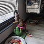 cat, tortoiseshell_cat, window, blinds, cat_toys, cat_bed, floor, shopping_cart, blankets, indoor, curious, pet, feline, pink, green, colorful, plush, light, shadow, wood_floor