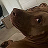 brown_dog, canine, close_up, couch, dog, ears, eyes, funny, goofy, home, human, indoor, large_nose, lying_down, pet, pet_photography, portrait, relaxed, snout, wide_angle