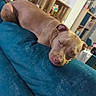 Willan Savary a rejoint le concours — aidez-le/la à gagner de superbes lots ! animal, brown_dog, closed_eyes, couch, dog, floppy_ears, home_decor, indoors, living_room, lying_down, nap, pet, pink_nose, pit_bull_type, portrait, relaxed, shelves, sleeping, sofa, teal_couch