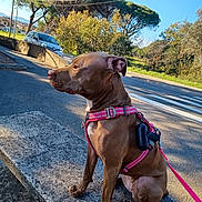 Willan Savary participe au concours pour gagner de l'argent avec cette photo : alert, blue_sky, brown_dog, canine, car, curb, dog, harness, landscape, leash, natural_light, outdoor, park, pet, portrait, roadside, sitting, street, sunny, trees