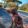 alert, blue_sky, brown_dog, canine, car, curb, dog, harness, landscape, leash, natural_light, outdoor, park, pet, portrait, roadside, sitting, street, sunny, trees