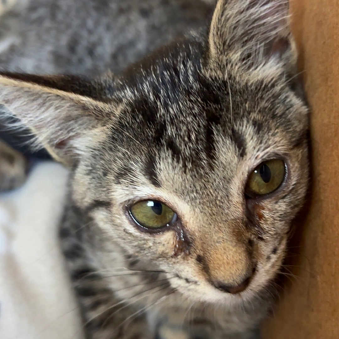 Buffy joined the competition — help win amazing prizes! abyssinian, animal, cat, couch, egyptiancat, furniture, kitten, manx, pet