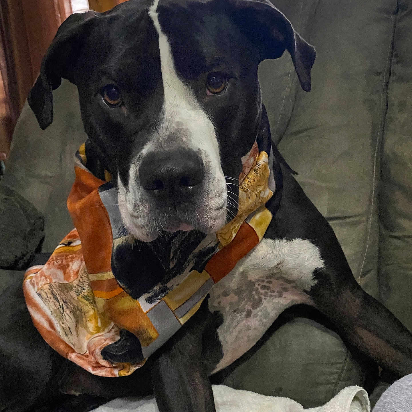 Nala is registered to the contest to win money with this photo: animal, blanket, bulldog, canine, chair, couch, cushion, document, dog, dogbed, furniture, greatdane, homedecor, hound, pet, pointer, puppy, receipt, snout, text