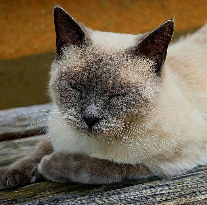 Ange a rejoint le concours — aidez-le/la à gagner de superbes lots ! asian, balinese, birman, burmese, carnivore, cat, colorpoint_shorthair, felidae, himalayan, javanese, mammal, ragdoll, siamese, small_to_medium_sized_cats, snout, snowshoe, thai, tonkinese, vertebrate, whiskers