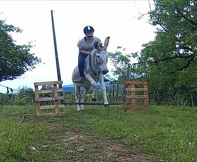 Mélisse Du Galabro participe au concours pour gagner de l'argent avec cette photo : art, bridle, horse, horse_tack, monument, outerwear, pack_animal, recreation, rein, sculpture, statue, tree