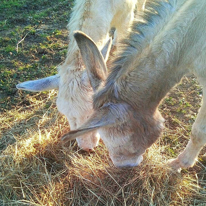 Kidou a rejoint le concours — aidez-le/la à gagner de superbes lots ! burro, ear, fawn, grass, grazing, hay, landscape, livestock, mammal, pasture, plant, snout, sunlight, vertebrate, wildlife