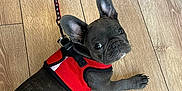 Neo a rejoint le concours — aidez-le/la à gagner de superbes lots ! french_bulldog, puppy, dog, red_harness, leash, wooden_floor, pet, small_dog, indoors, looking_back, ears, cute, animal, companion, young_dog, playful, domestic, short_hair, black_dog, pet_accessory