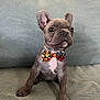 dog, puppy, french_bulldog, bow_tie, pet, cute, sitting, indoor, couch, furniture, animal, portrait, young, small_dog, grey_fur, ears, face, looking_away, adorable, companion