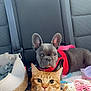 Neo participe au concours pour gagner de l'argent avec cette photo : cat, dog, french_bulldog, orange_tabby, pet, car_interior, backseat, harness, basket, toy, seatbelt, fabric, closeup, animal, companion, looking_at_camera, cute, indoor, friendship, relaxing