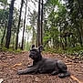 french_bulldog, puppy, dog, forest, path, trees, greenery, nature, outdoor, animal, canine, woodland, curious, earth, ground, laying_down, cute, pet, young, scenery