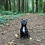 Neo a rejoint le concours — aidez-le/la à gagner de superbes lots ! dog, puppy, french_bulldog, forest, trail, trees, nature, outdoor, greenery, woodland, canine, animal, cute, pet, young_dog, ears, ground, leaves, twigs, daylight