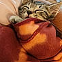 Selene joined the competition — help win amazing prizes! animal, blanket, cat, closeup, comfort, cozy, cute, domestic_animal, fur, indoor, kitten, nap, paw, pet, relaxing, resting, sleeping, snuggled, soft, warm