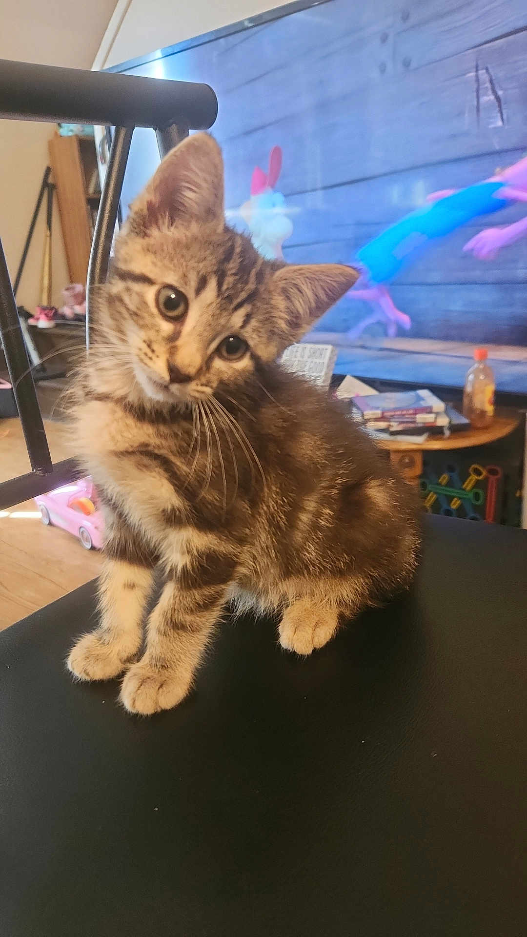 Selene is registered to the contest to win money with this photo: animation, black_surface, books, bottle, cat, chair, curious, cute, domestic, floor, furniture, head_tilt, indoor, kitten, pet, small_animal, tabby, television, toy_car, wooden_table