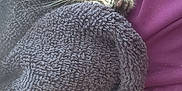 Selene is registered to the contest to win money with this photo: animal, claws, closeup, comfort, cozy, cute, domestic_cat, fur, hand, indoor, kitten, nap, pet, purple_shirt, resting, sleeping, soft, towel, warm, whiskers