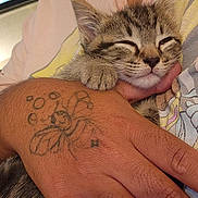 Selene joined the competition — help win amazing prizes! animal, cat, close_up, comfort, cute, feline, hand, indoor, kitten, paw, person, pet, relaxation, resting, skin, sleeping, snuggle, tattoo, tattooed_hand, young_cat