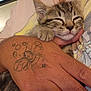 animal, cat, close_up, comfort, cute, feline, hand, indoor, kitten, paw, person, pet, relaxation, resting, skin, sleeping, snuggle, tattoo, tattooed_hand, young_cat