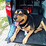 Bandit joined the competition — help win amazing prizes! black_and_tan, canine, daylight, dog, grass, gravel, happy, metal, nature, open_trunk, outdoor, pet, relaxed, resting, roadside, smiling, sunny, tailgate, tongue_out, vehicle