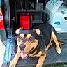 animal, black_and_tan, box, canine, container, daylight, dog, grass, gravel, happy, open_trunk, outdoor, paw, pet, red_object, resting, smiling, tail, tongue_out, vehicle