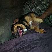 Bandit is registered to the contest to win money with this photo: