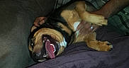 Bandit is registered to the contest to win money with this photo: