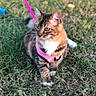 cat, tabby, pet, animal, grass, outdoor, harness, leash, pink, fur, whiskers, ears, eyes, sitting, portrait, garden, lawn, brown, white, playful