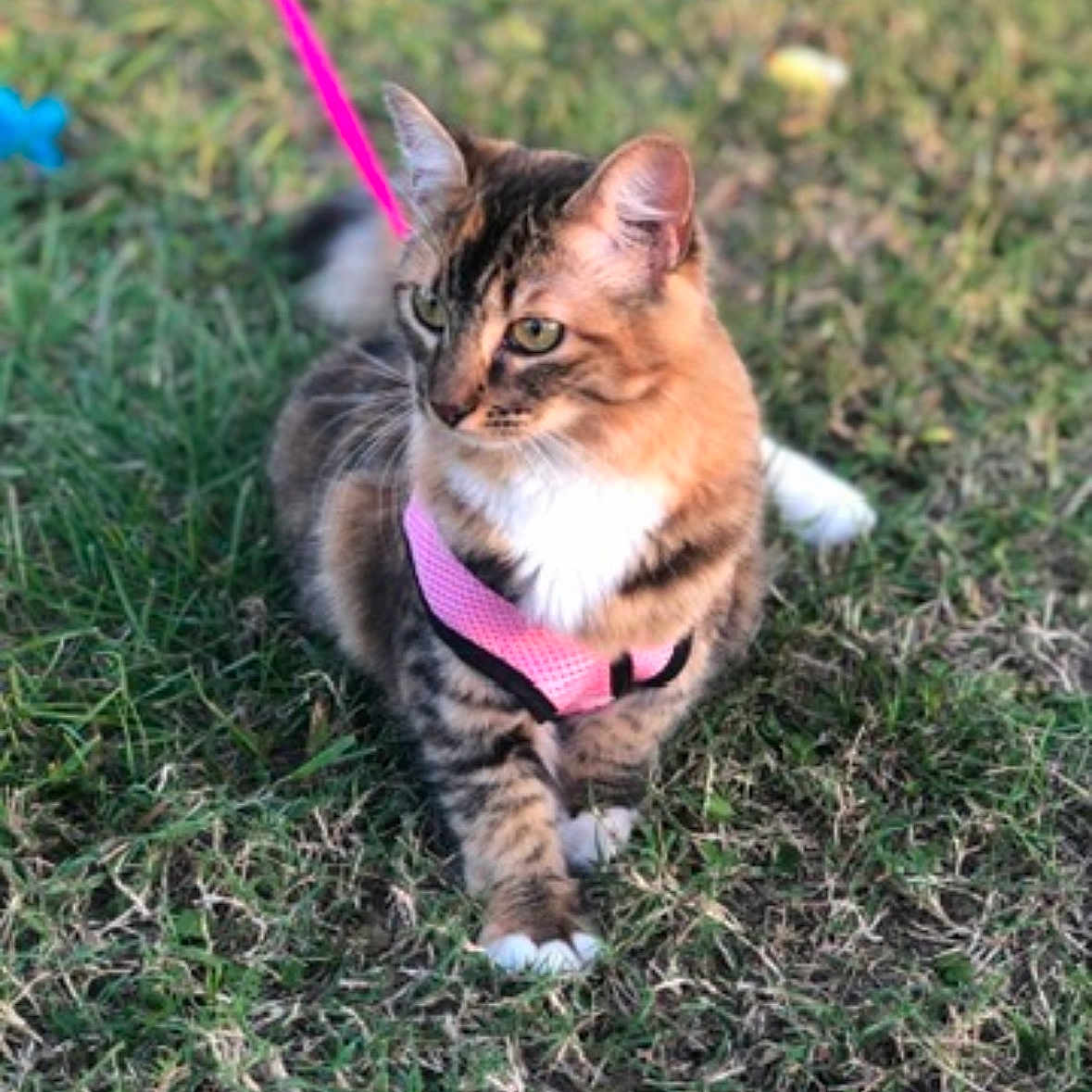 Nala