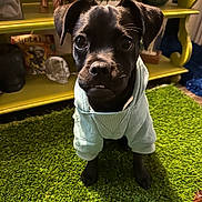 Gladys is registered to the contest to win money with this photo: dog, puppy, black_and_tan, pet, animal, sitting, indoors, portrait, close_up, camera_facing, large_eyes, floppy_ears, short_fur, wearing_clothes, white_shirt, green_carpet, yellow_shelf, toys, home_interior, cute