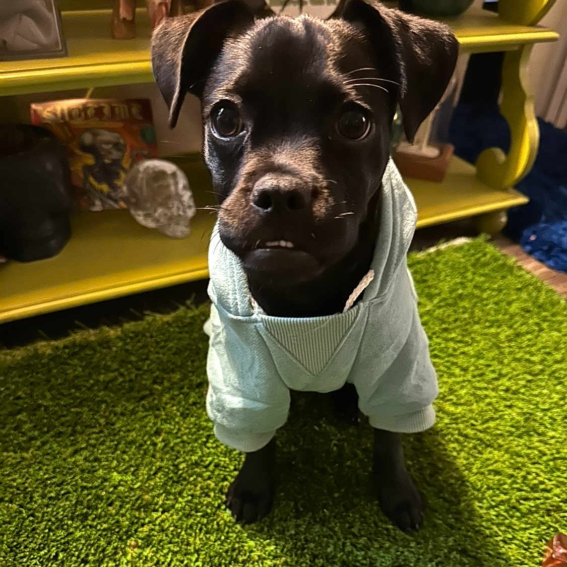 Gladys is registered to the contest to win money with this photo: dog, puppy, black_and_tan, pet, animal, sitting, indoors, portrait, close_up, camera_facing, large_eyes, floppy_ears, short_fur, wearing_clothes, white_shirt, green_carpet, yellow_shelf, toys, home_interior, cute