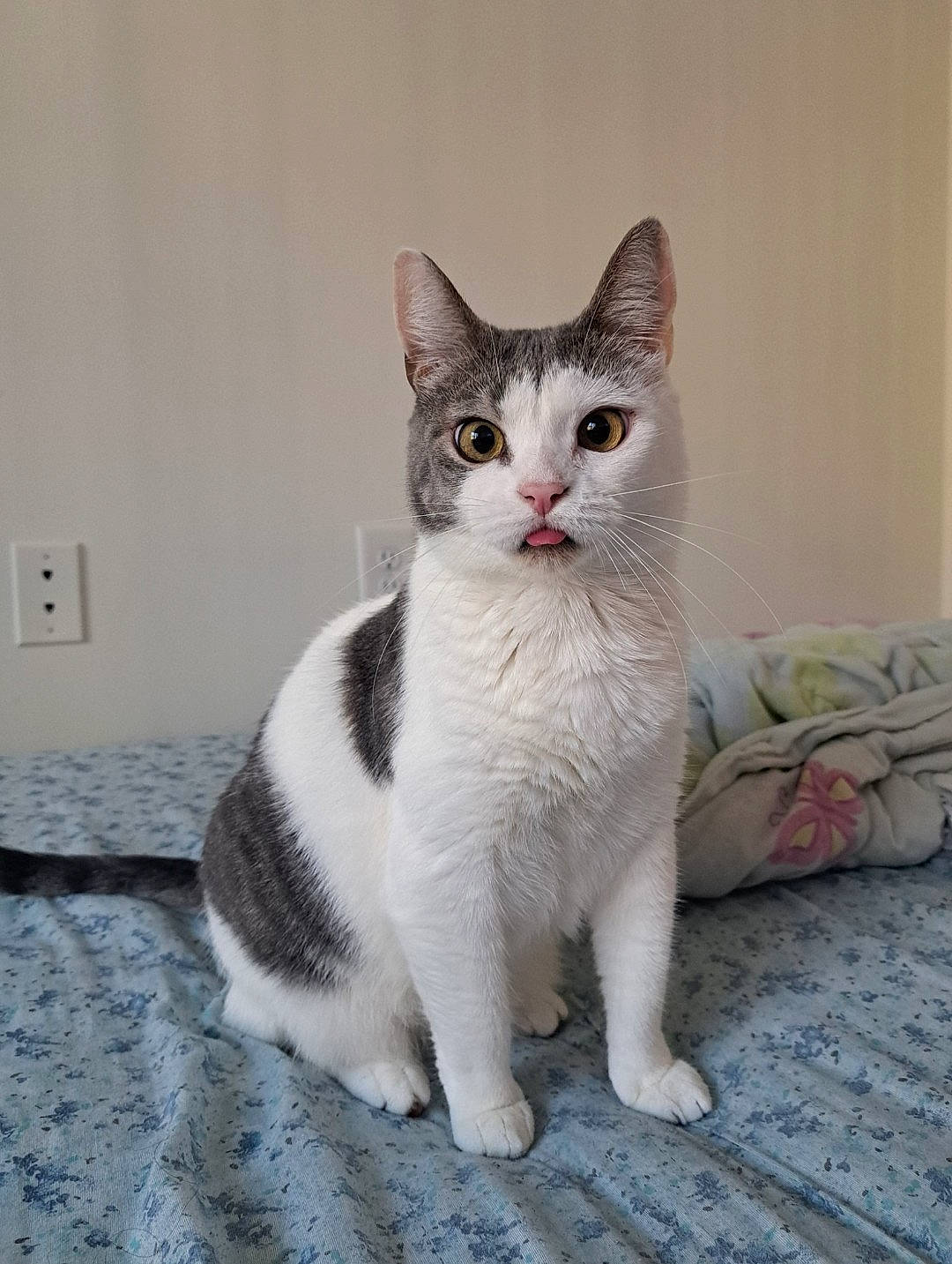 Shelby joined the competition — help win amazing prizes! carnivore, cat, comfort, domestic_short_haired_cat, eye, felidae, flooring, foot, fur, grey, light_switch, paw, sitting, small_to_medium_sized_cats, snout, tail, terrestrial_animal, wall_plate, wall_socket, whiskers