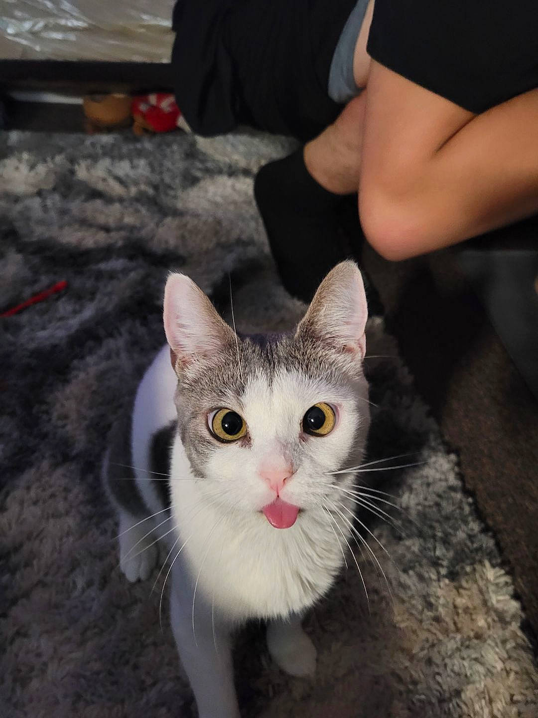 Shelby is registered to the contest to win money with this photo: carnivore, cat, domestic_short_haired_cat, felidae, foot, fur, human_leg, mammal, nail, paw, small_to_medium_sized_cats, snout, tail, whiskers