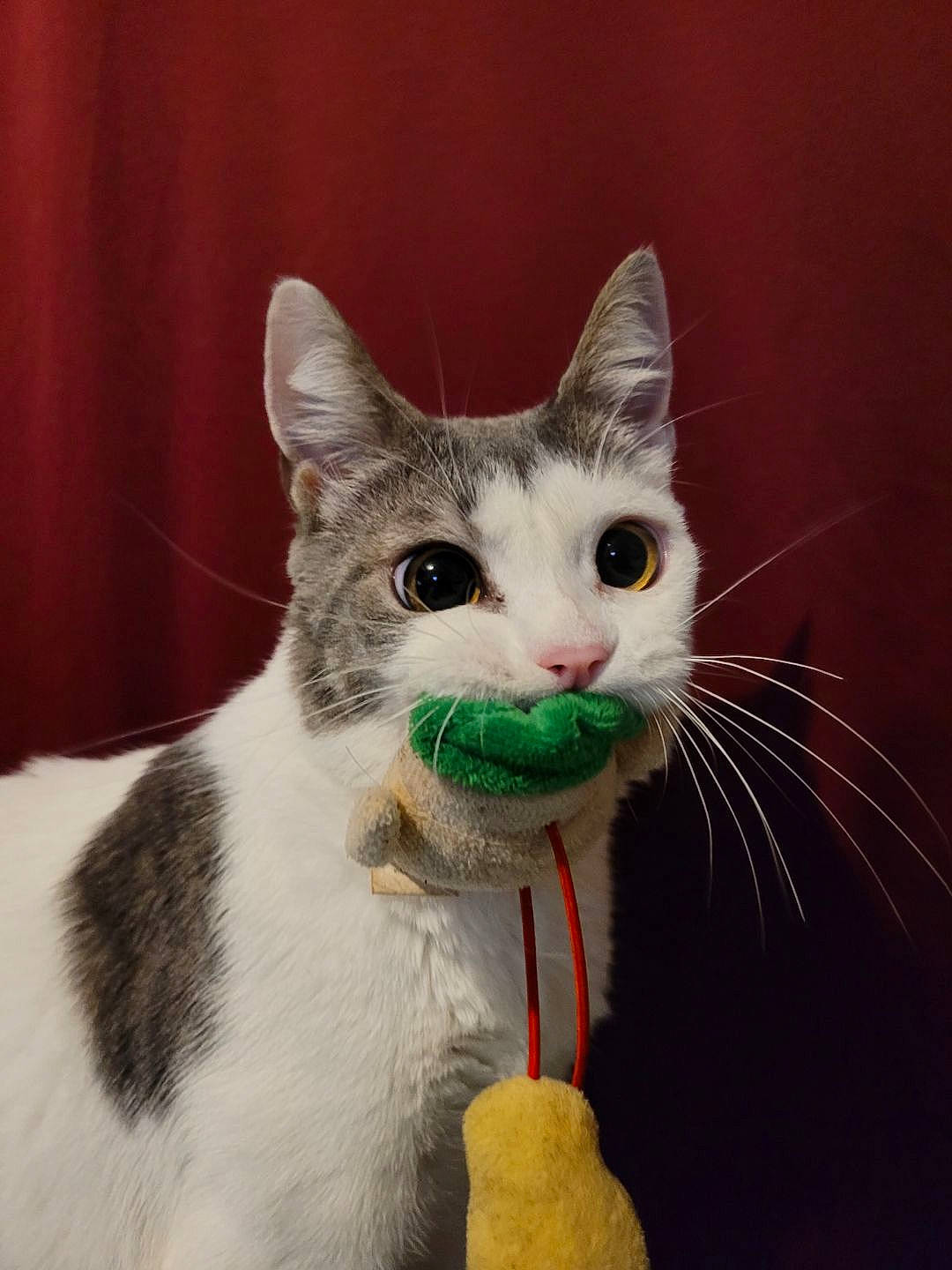 Shelby joined the competition — help win amazing prizes! art, carnivore, cat, cat_supply, collar, curtain, domestic_short_haired_cat, felidae, fur, paw, pet_supply, small_to_medium_sized_cats, snout, tail, whiskers