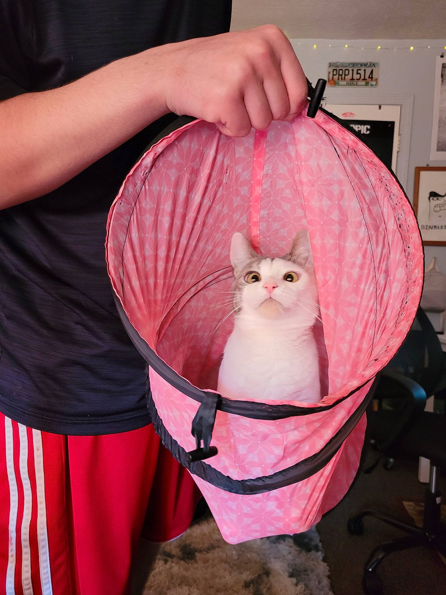 Shelby is registered to the contest to win money with this photo: carnivore, cat, chair, child, domestic_short_haired_cat, fashion_accessory, felidae, fur, lap, magenta, pattern, picture_frame, pink, purple, shelf, small_to_medium_sized_cats, tail, textile, toy, whiskers