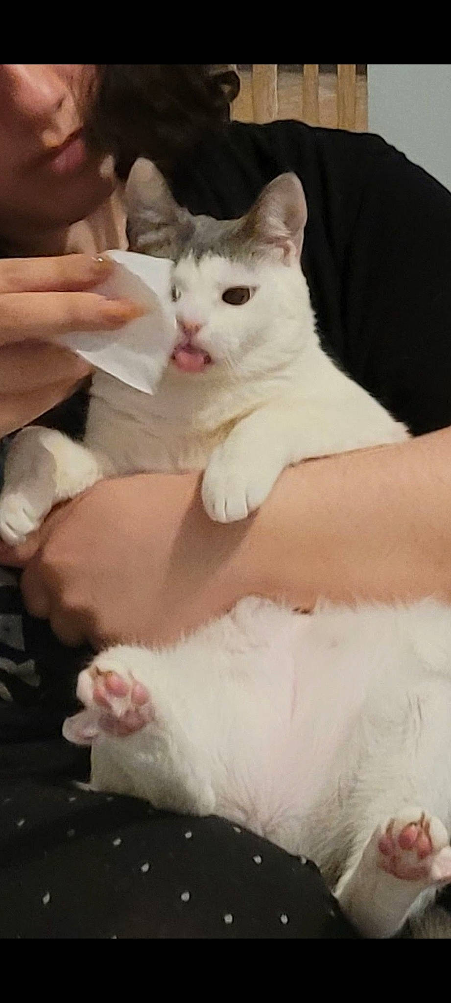 Shelby is registered to the contest to win money with this photo: carnivore, cat, claw, comfort, domestic_short_haired_cat, ear, fawn, felidae, foot, fur, gesture, hand, leg, nail, paw, sitting, small_to_medium_sized_cats, tail, whiskers, white