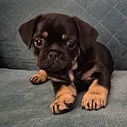 Betty Boo joined the competition — help win amazing prizes! puppy, dog, pet, cute, animal, young, couch, indoor, fur, paw, black, brown, small, face, eyes, resting, soft, texture, adorable, companion