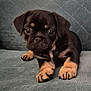 puppy, dog, pet, cute, animal, young, couch, indoor, fur, paw, black, brown, small, face, eyes, resting, soft, texture, adorable, companion