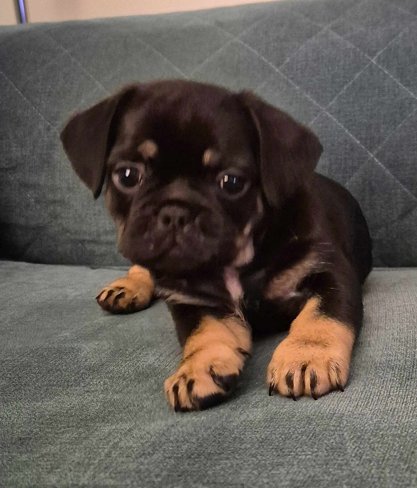 Betty Boo joined the competition — help win amazing prizes! puppy, dog, pet, cute, animal, young, couch, indoor, fur, paw, black, brown, small, face, eyes, resting, soft, texture, adorable, companion