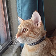 Dennis joined the competition — help win amazing prizes! cat, ginger_cat, tabby, pet, indoor, window, curtain, collar, whiskers, fur, animal, looking, ledg, profile, closeup, domestic_cat, feline, ears, eyes, paw