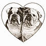Stella Bella is registered to the contest to win money with this photo: animal, black_and_white, bulldog, close_up, companion, cute, dog, face, friendship, furry, heart_shape, love, pet, portrait, sepia, snuggle, studio, two_dogs, vintage, wrinkles