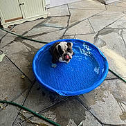 Stella Bella joined the competition — help win amazing prizes! animal, backyard, blue_pool, bulldog, cute, dog, garden_hose, leaves, outdoor, patio, pet, plastic_pool, playful, puppy, sitting, small_pool, stone_floor, summer, tongue_out, water