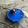 animal, backyard, blue_pool, bulldog, cute, dog, garden_hose, leaves, outdoor, patio, pet, plastic_pool, playful, puppy, sitting, small_pool, stone_floor, summer, tongue_out, water