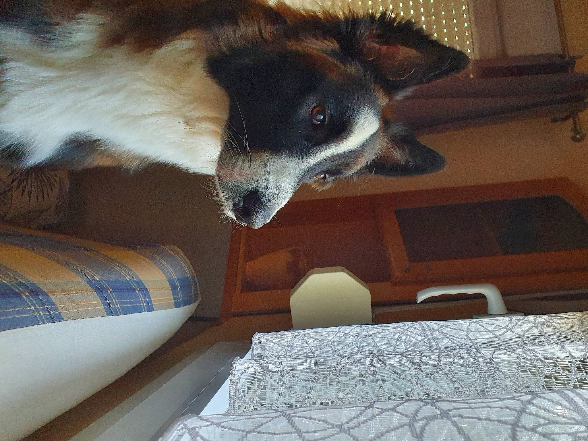 Slash participe au concours pour gagner de l'argent avec cette photo : bed_sheet, bedding, border_collie, canidae, carnivore, comfort, companion_dog, dog, dog_breed, felidae, flooring, fur, herding_dog, linens, room, small_to_medium_sized_cats, snout, sporting_group, whiskers, wood