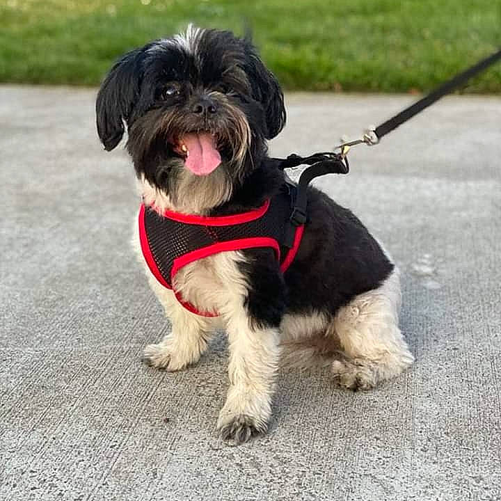 Darla joined the competition — help win amazing prizes! canidae, carnivore, collar, companion_dog, dog, dog_breed, dog_collar, dog_supply, fashion_accessory, fur, leash, liver, pet_supply, shih_tzu, small_terrier, snout, tail, terrier, toy_dog, working_animal